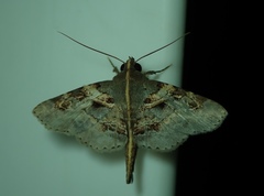 Lepidoptera