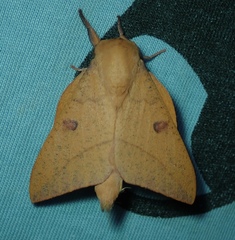 Lepidoptera