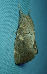 Lepidoptera