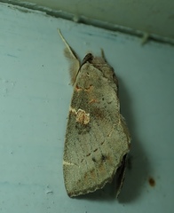 Lepidoptera