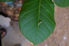 Guettarda speciosa