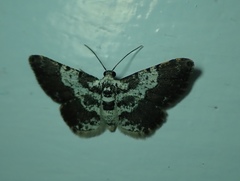 Lepidoptera