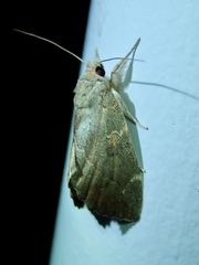 Lepidoptera