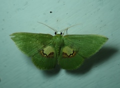 Tachychlora flavicoma