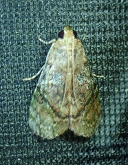 Lepidoptera