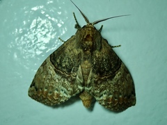 Lepidoptera