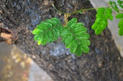 Albizia lebbeck