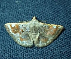 Lepidoptera