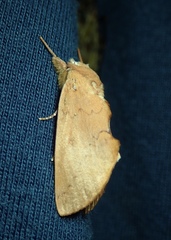 Lepidoptera