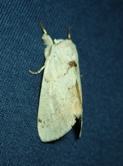 Lepidoptera