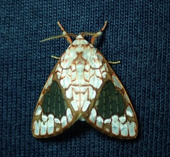 Azatrephes argyrotis