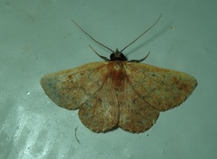Lepidoptera
