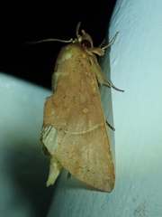 Lepidoptera