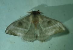Lepidoptera