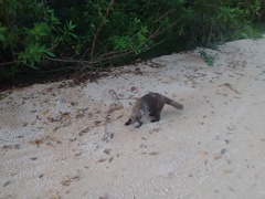 Nasua narica yucatanica