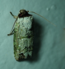 Lepidoptera