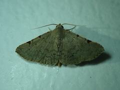 Lepidoptera