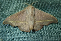 Ulaluma valva