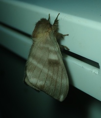 Lepidoptera