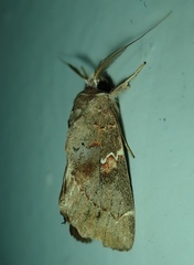 Lepidoptera