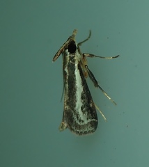 Lepidoptera
