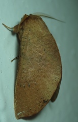 Lepidoptera