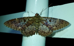 Feigeria scops