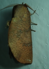 Lepidoptera
