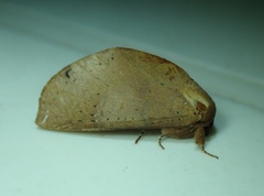 Chliaroides