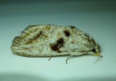 Spinulata