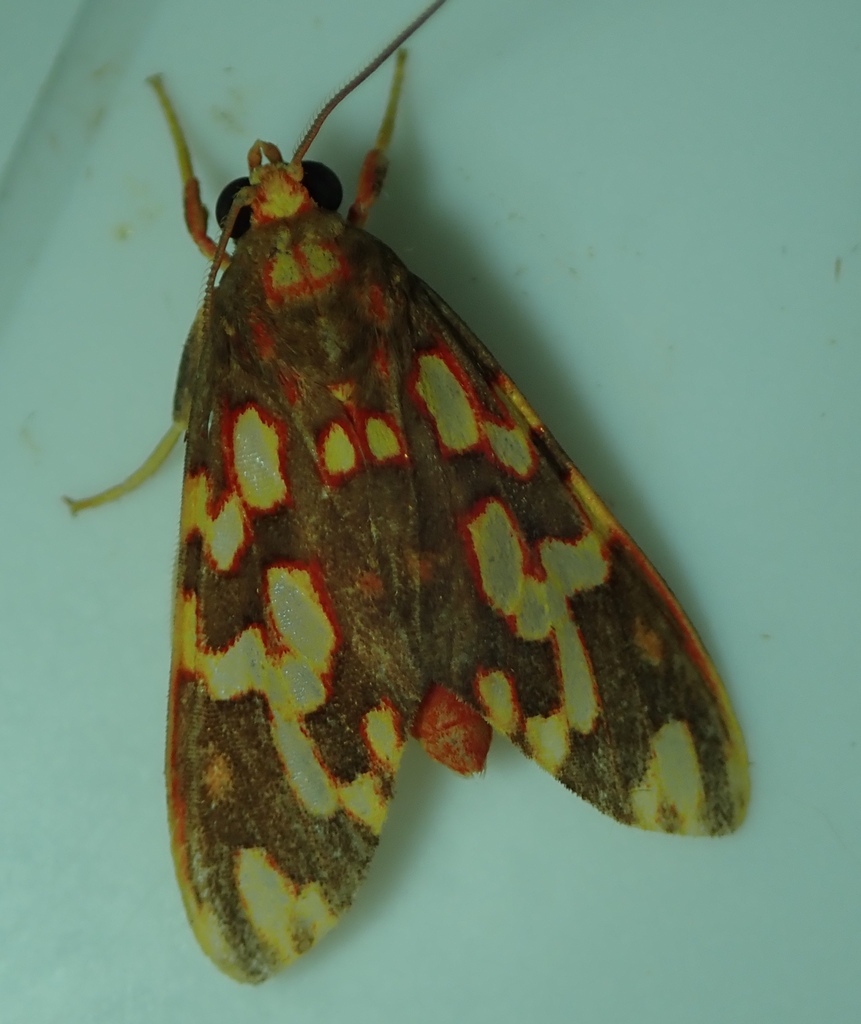 Trichromia maculata