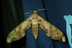 Protambulyx eurycles