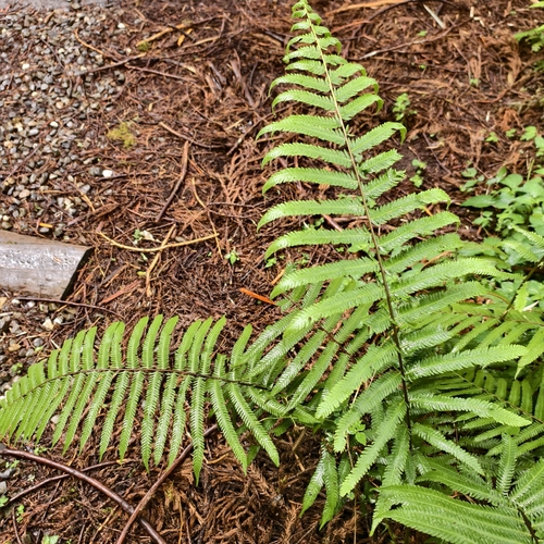 Thelypteris esquirolii iNat (3)