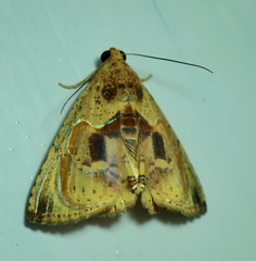 Eulepidotis osseata