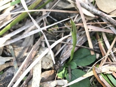Pterostylis pedunculata