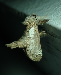 Inguromorpha polybia