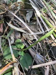 Pterostylis pedunculata