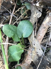 Pterostylis pedunculata