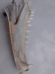 Iguanidae