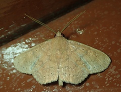 Lepidoptera