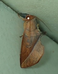 Apela