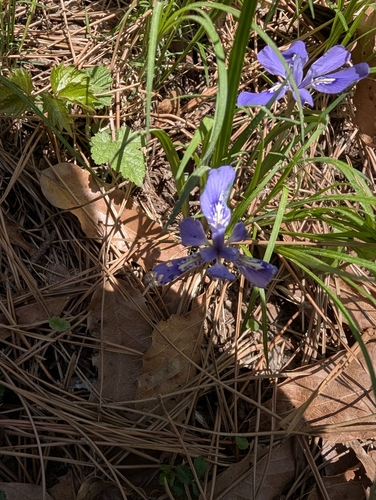 Long-tail Iris (Iris rossii)
