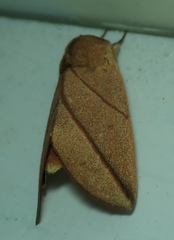 Lepidoptera