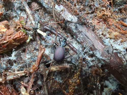 Narrow-collared Snail-eating Beetle photo 6