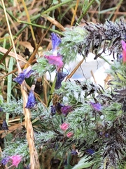 Echium vulgare