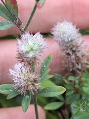 Trifolium arvense