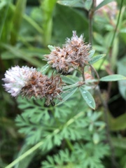 Trifolium arvense