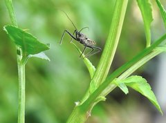 Rhynocoris marginellus
