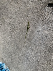 Takydromus sylvaticus