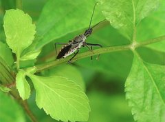 Rhynocoris marginellus
